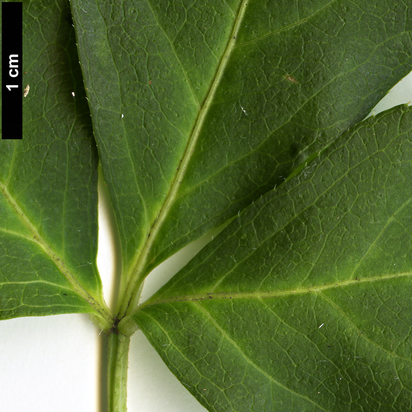 High resolution image: Family: Araliaceae - Genus: Eleutherococcus - Taxon: wardii